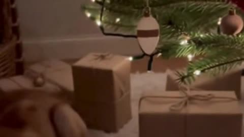 🐶🎄 My Dog Absolutely Adores Christmas… This Melted Me ❤️✨