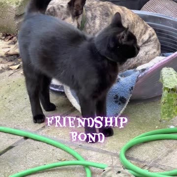 French bulldog and kitty