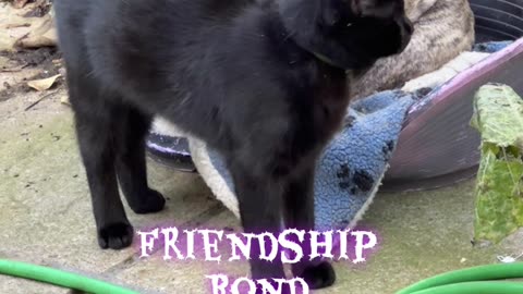 French bulldog and kitty