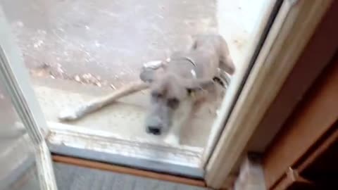 Unlucky dogs 😔