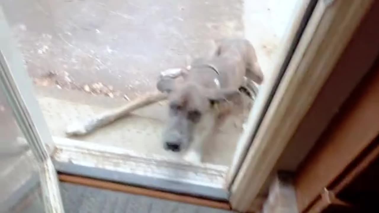 Unlucky dogs 😔