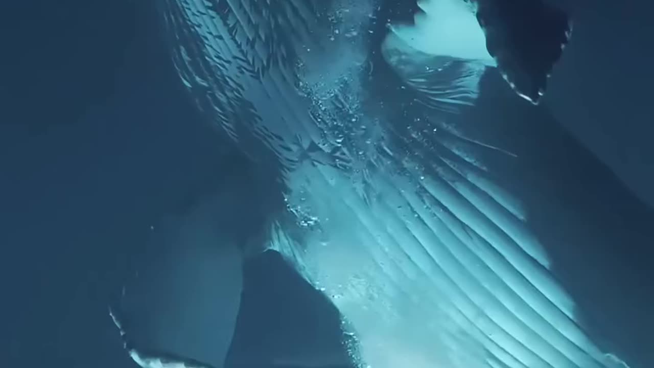 Beautiful whale
