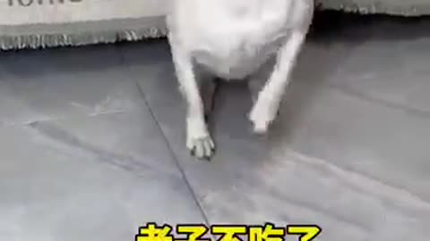 Dog, when you are old, don't blame me for not serving you. I am not a human, but you are a real