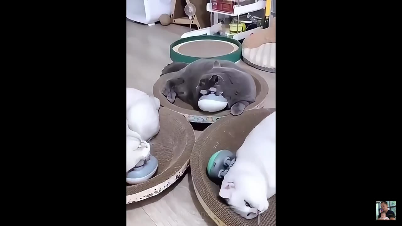 2025 Funniest Cats and Dogs Memes Try Not to Laugh Challenge