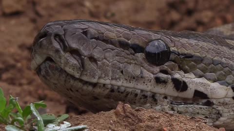 Meet the African Rock Pythons (two species)! These are the largest snakes of Africa
