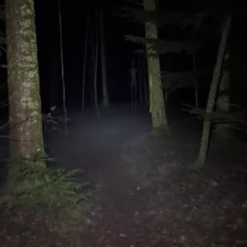 The Thing in the Forest