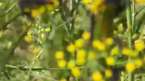 Do love bugs pollinate fennel flowers