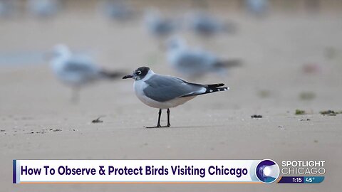 How To Observe & Protect Birds Visiting Chicago