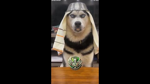 sheikh's dog or...