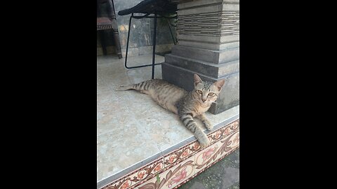 "Caught in the Act! Two Sneaky Cats’ Hilarious Plan to Mess Up the Table Fails Hard 😂🐾"