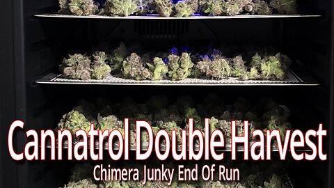 Cannatrol Double Harvest, Chimera Junky End Of Run