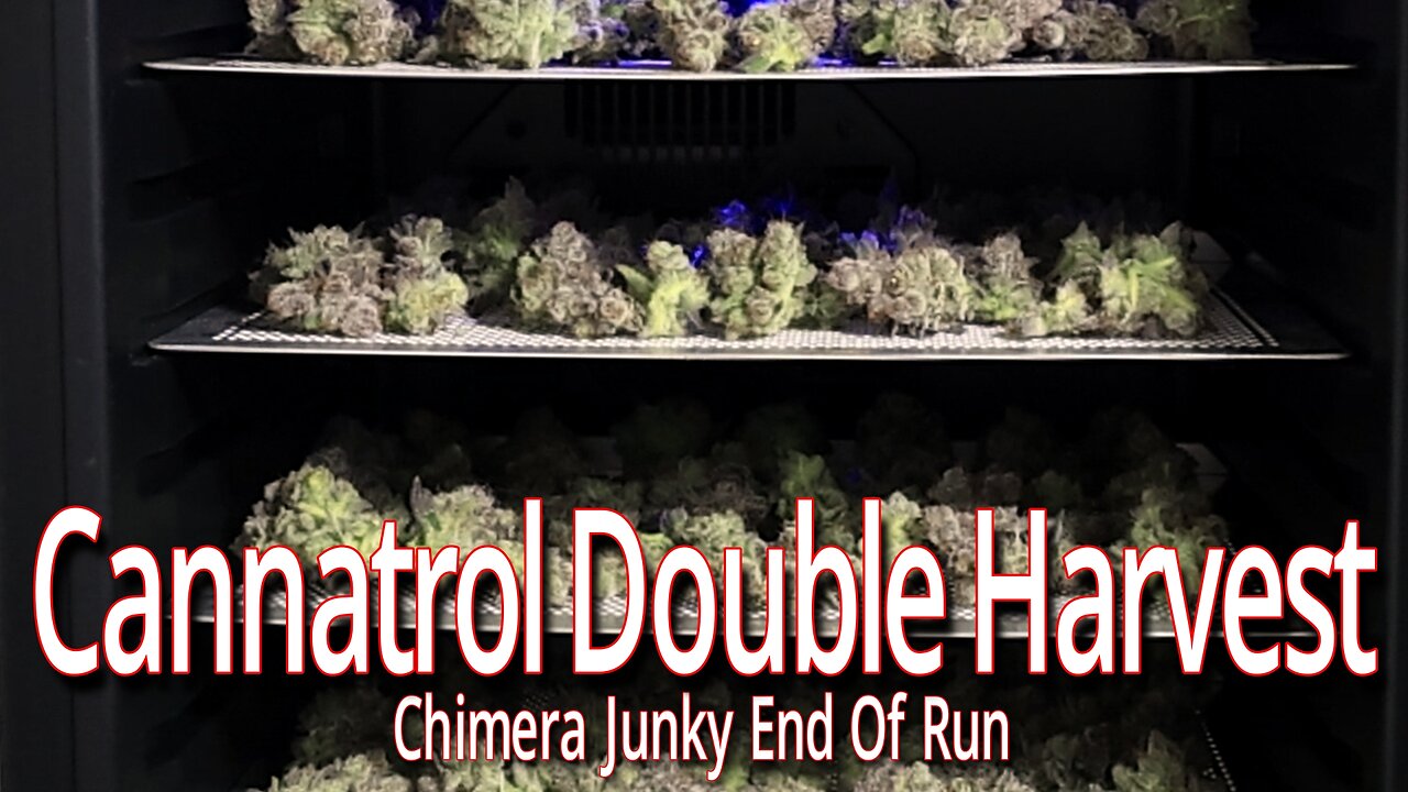 Cannatrol Double Harvest, Chimera Junky End Of Run