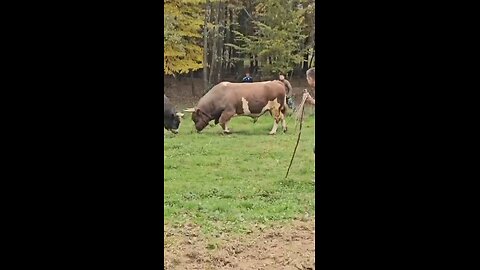 Peran od Benita upisao 3 boda