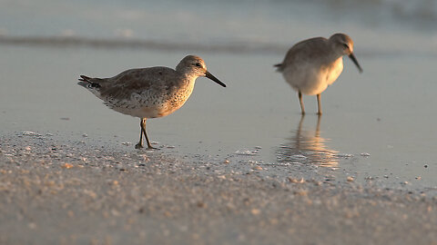 Red Knots Visit Florida