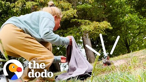 Woman Nurses Tiny Cat Back To Life — And Discovers A Miracle | The Dodo