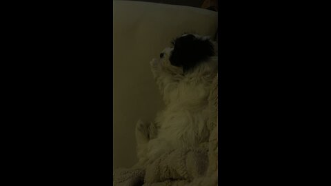 Opera always work for puppy’s