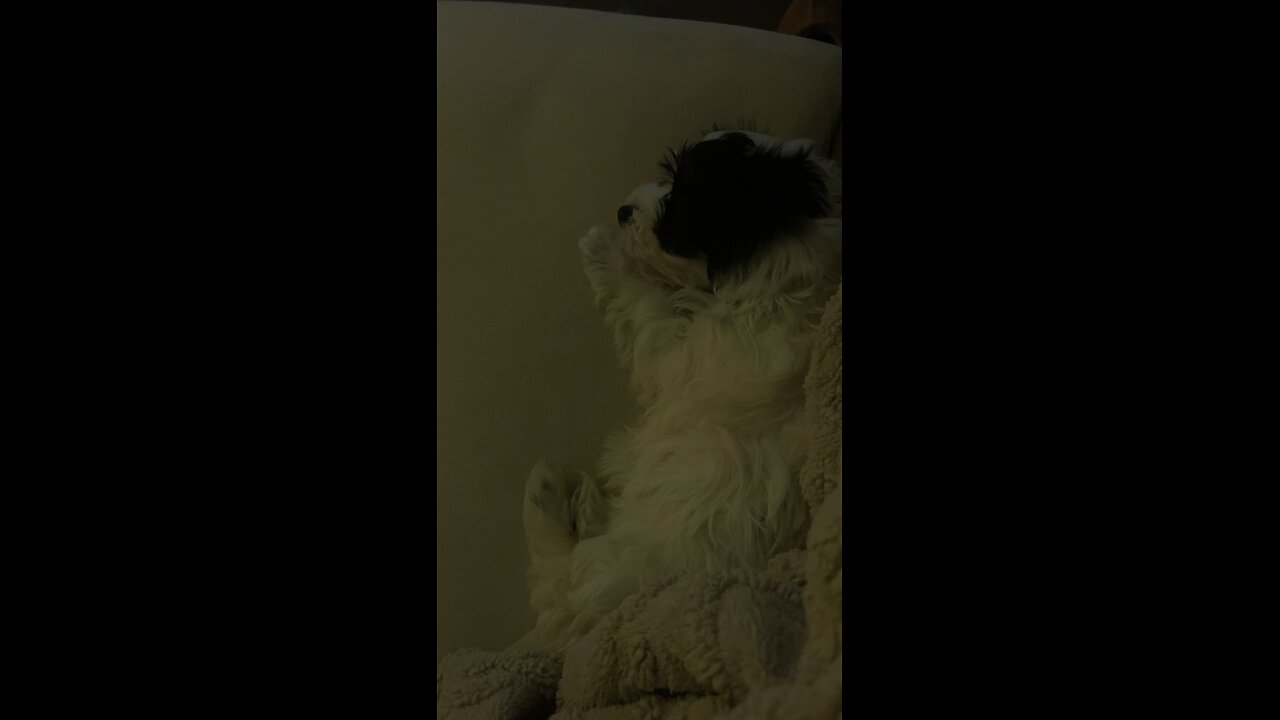 Opera always work for puppy’s