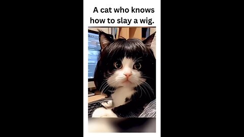 Meet the cat who knows how to slay a wig! Watch as this furry fashionista takes the spotlight