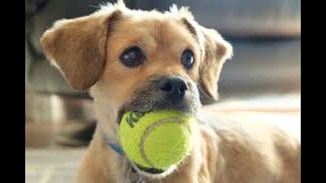 Your Dog’s Toy Gift Explained !