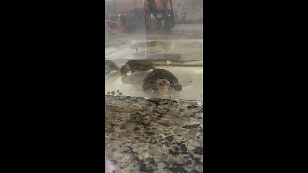 Hatchling feeding time