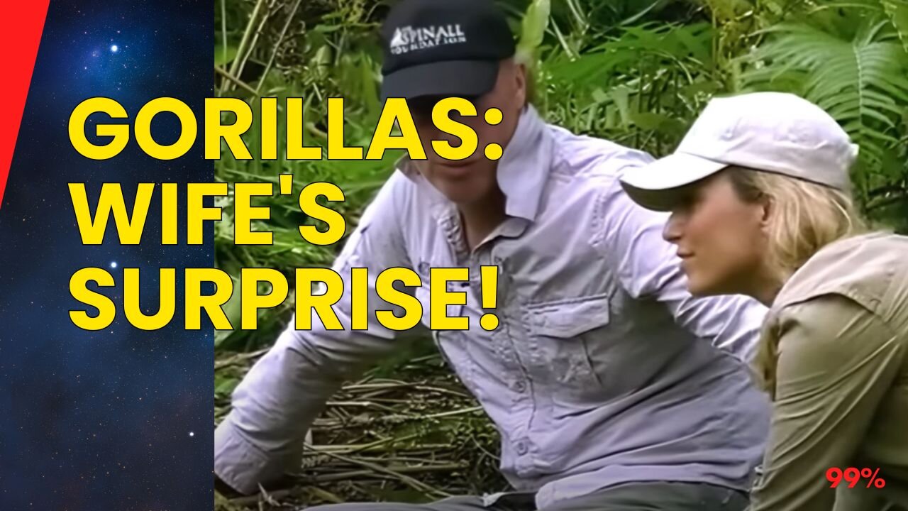 GORILLAS Meet Wife for the FIRST TIME! You WON'T Believe Their Reaction