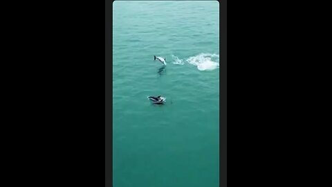 If I had been born a dolphin...this would have been me. Probably pissing the other dolphins off