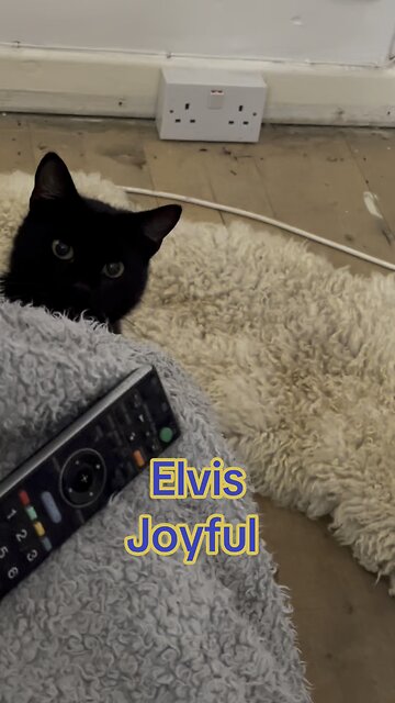 Kitten Elvis playing around