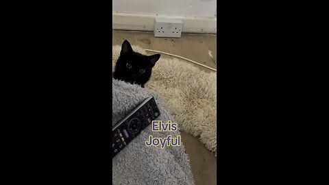 Kitten Elvis playing around