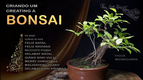 Criando um bonsai: Bonsai SP