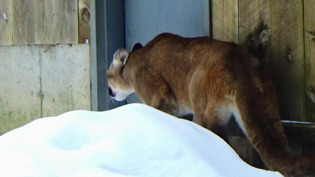 Mountain Lion
