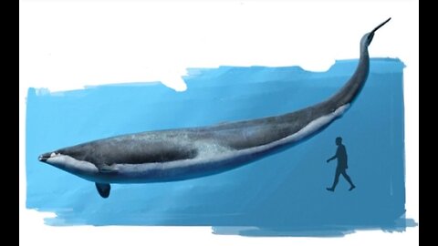 Basilosaurus