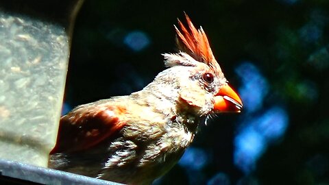 Cardinal