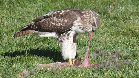 Viceroy Hawk