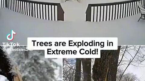 TREES ARE EXPLODING IN EXTREME COLD