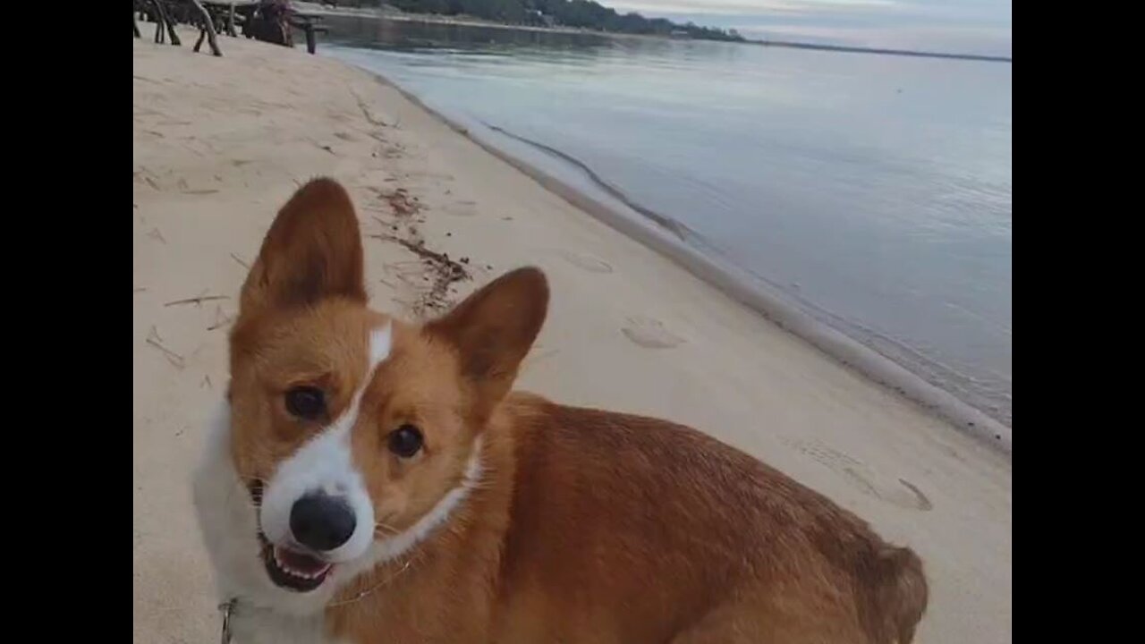 Edgar smiling and wagging his nub on the beach