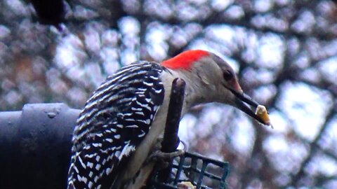 Red-bellied woodpecker