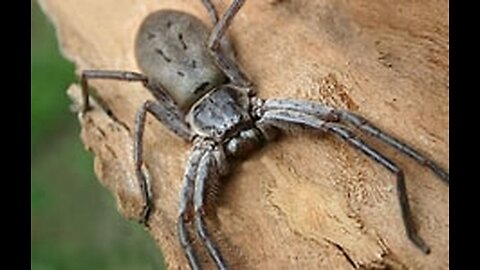 Des Moines, Iowa's Giant Greenish-Brown spider