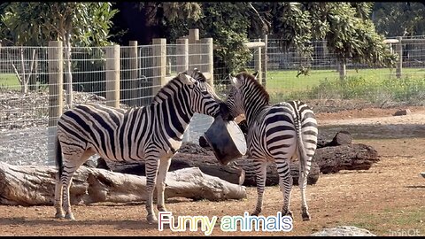These Zebras Are Too Funny 😂🦓 | Animals Gone Wild