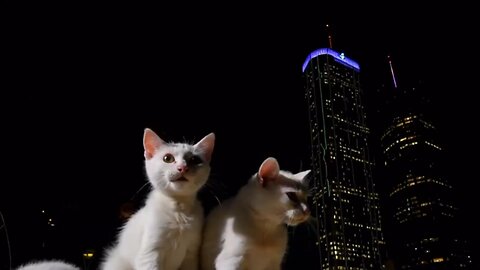 Cute Cat Gif