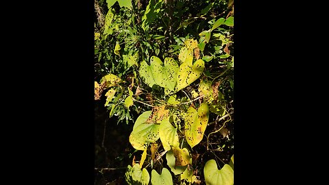 Scherp - Scherzo in F sharp minor