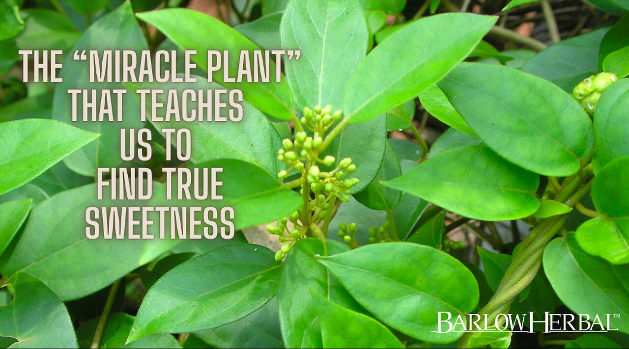 The Health Benefits of Gymnema sylvestre