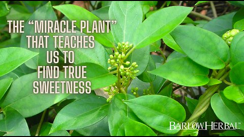 The Health Benefits of Gymnema sylvestre