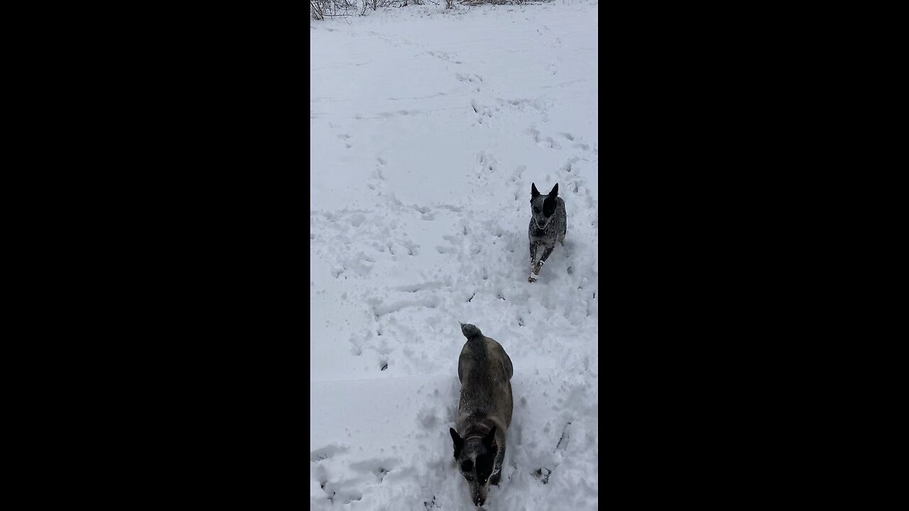 TESS AND SPECK SNOW DAY 01-10-2025