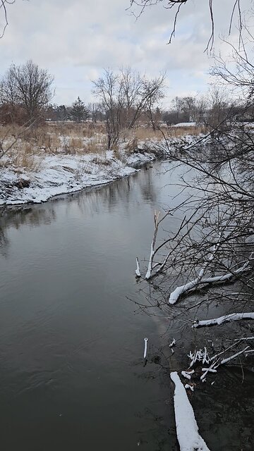 A Couple of Ducks on Salt Creek Near the Bird Feeders