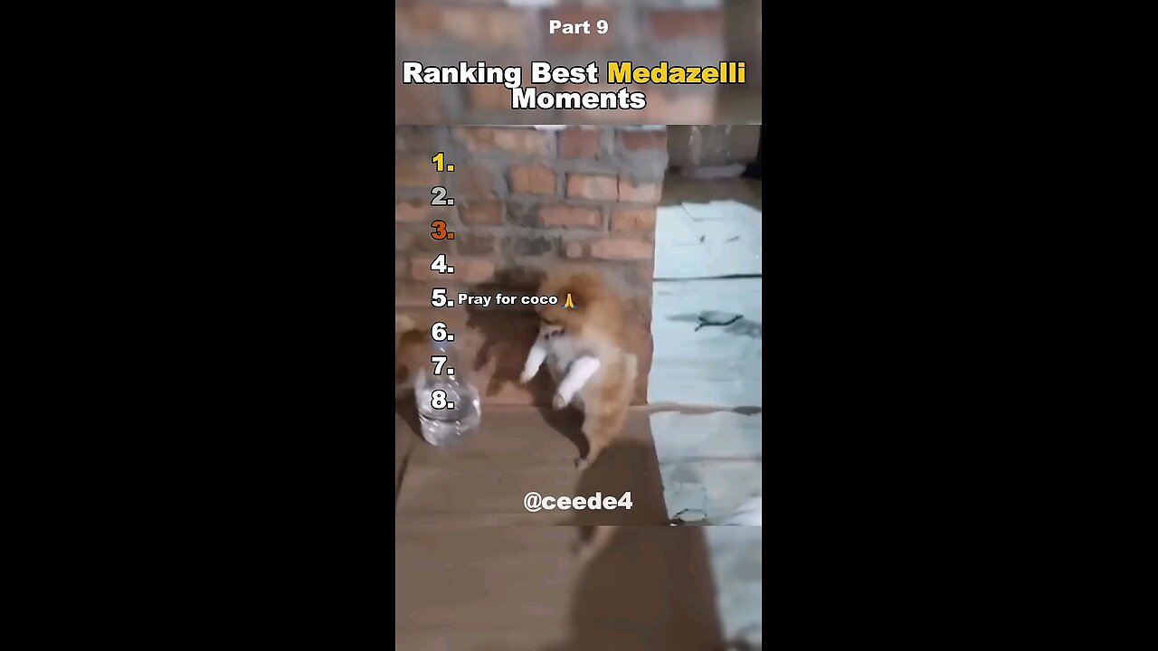 funny animals ranking🤣