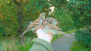 Hand Feeding House Sparrow on a Busy Park Path