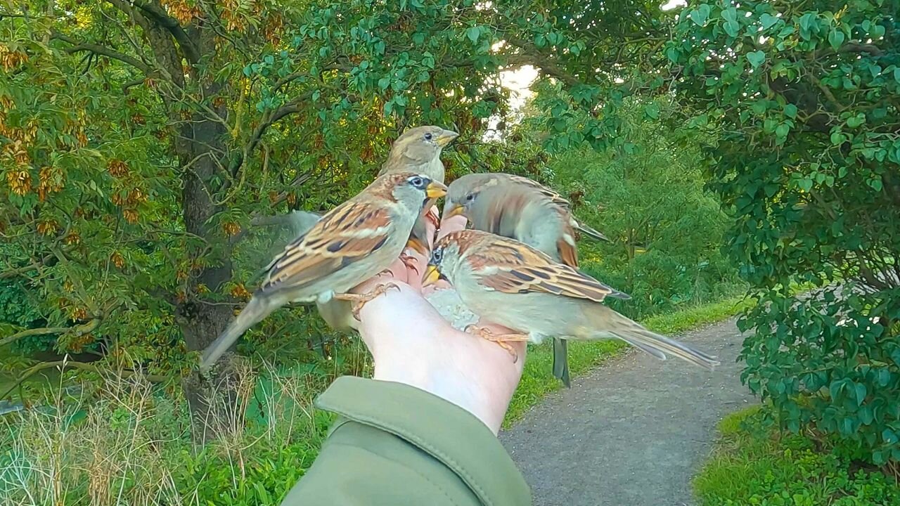 Hand Feeding House Sparrow on a Busy Park Path