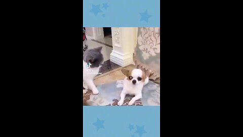 Funny cat confronts chihuahua.