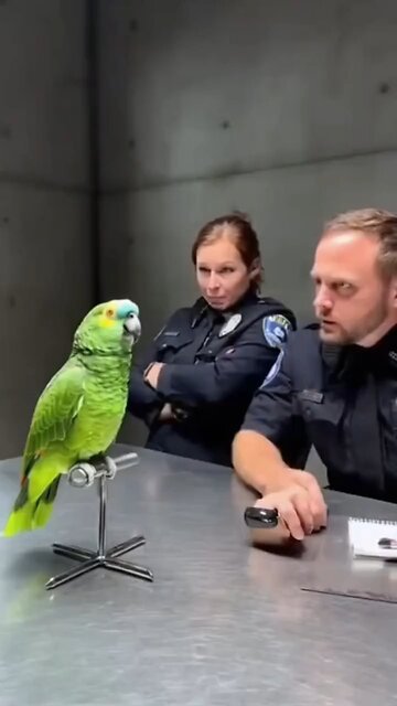 funny parrot