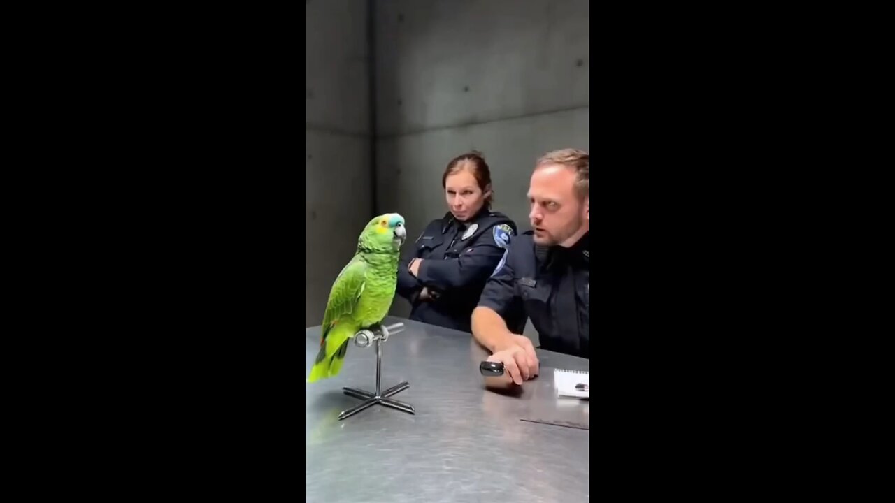 funny parrot